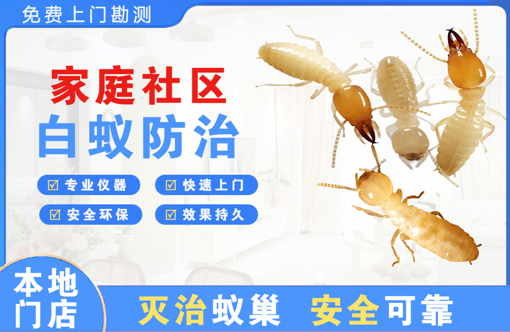 乐清家庭社区白蚁防治