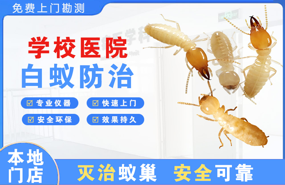乐清学校医院白蚁防治