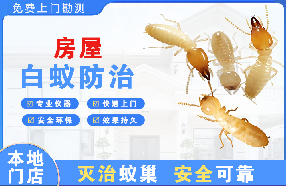 乐清房屋白蚁防治
